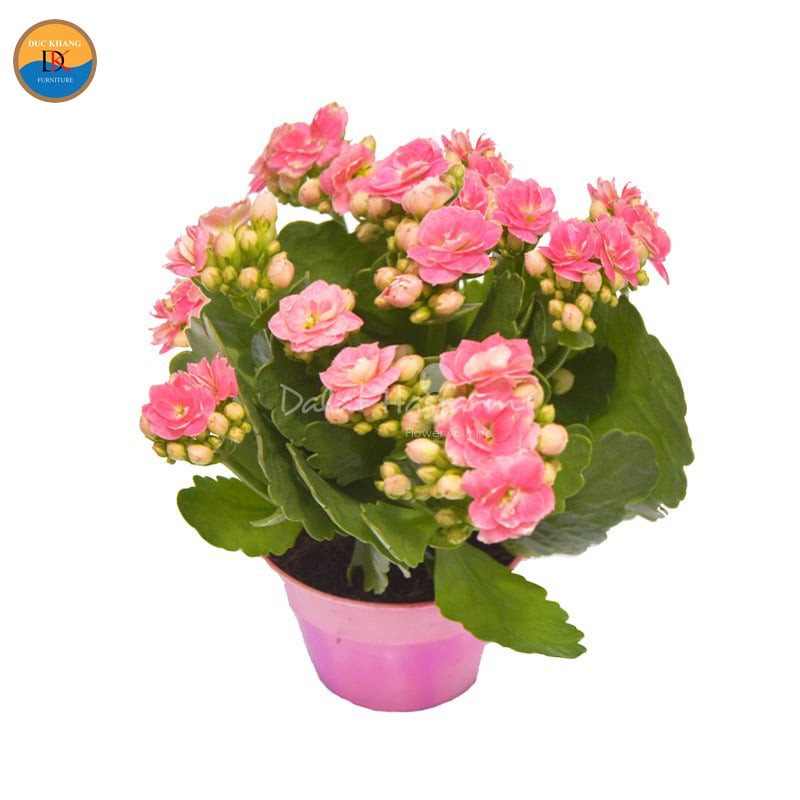 Chọn chậu cây sống đời theo mệnh