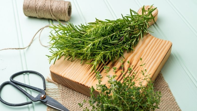 Chọn giống cây hương thảo khỏe mạnh và thời điểm trồng phù hợp