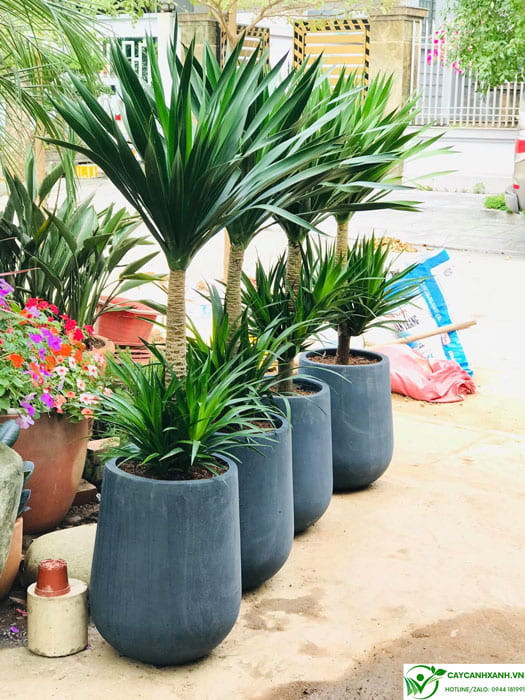 Chọn mua cây phát tài núi chất lượng tại các nhà vườn uy tín