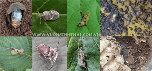 Cơ chế bào tử vi nấm trong chế phẩm vi sinh vật tấn công sâu hại