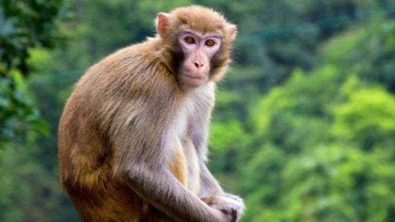Con khỉ nhanh nhẹn, biểu tượng cho người sinh năm Mậu Thân 2028 thông minh và lanh lợi