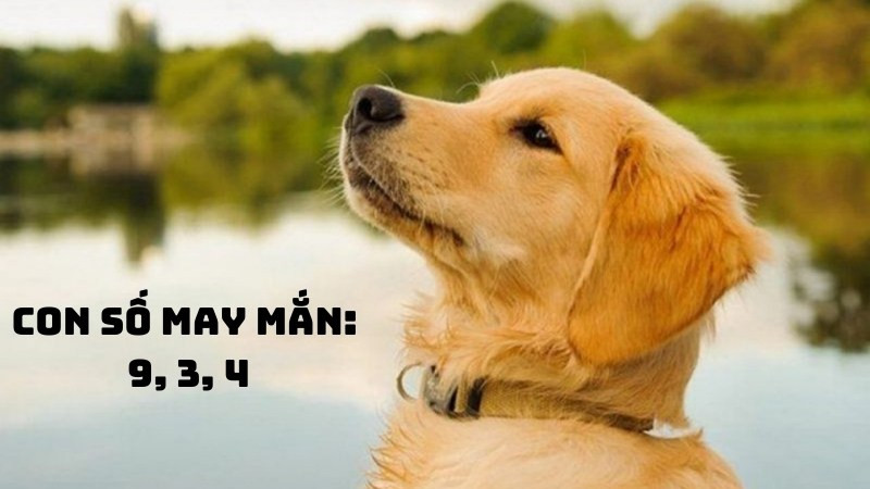 Con số may mắn mang lại tài lộc cho nữ Giáp Tuất 1994