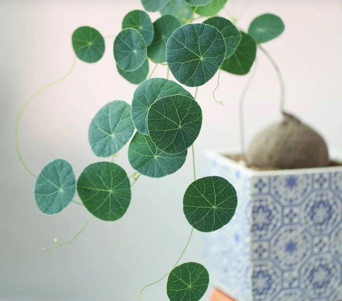 Củ bình vôi hợp mệnh gì: Công dụng an thần và trang trí của cây bình vôi