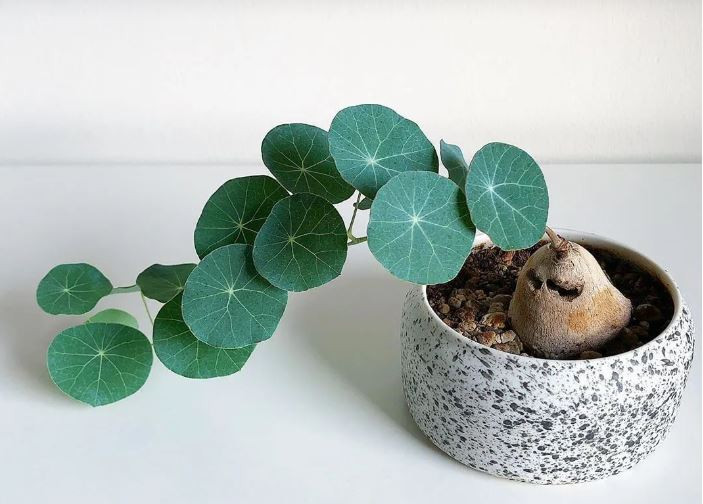 Củ bình vôi hợp mệnh gì: Hình dáng độc đáo của cây bình vôi bonsai