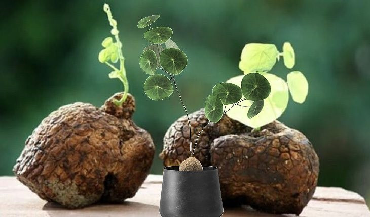 Củ bình vôi hợp mệnh gì: Ý nghĩa phong thủy thu hút tài lộc của cây bình vôi