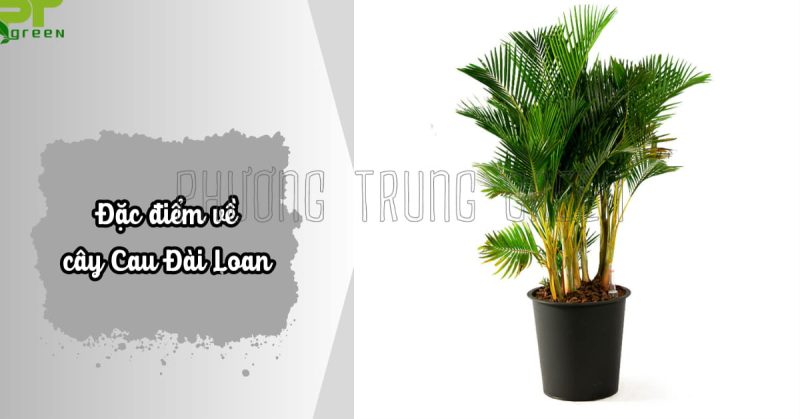 Đặc điểm hình thái cây cau vàng Đài Loan