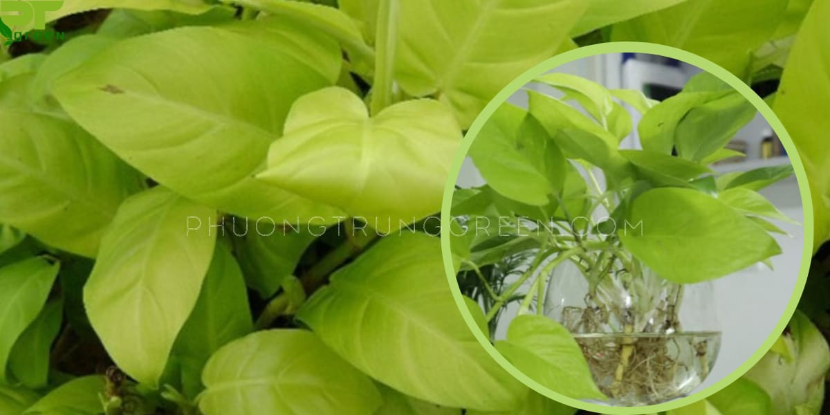 Đặc điểm hình thái độc đáo của cây trầu bà vàng phong thủy