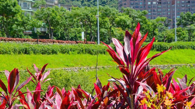 Đặc điểm nhận dạng và vẻ đẹp của cây huyết dụ