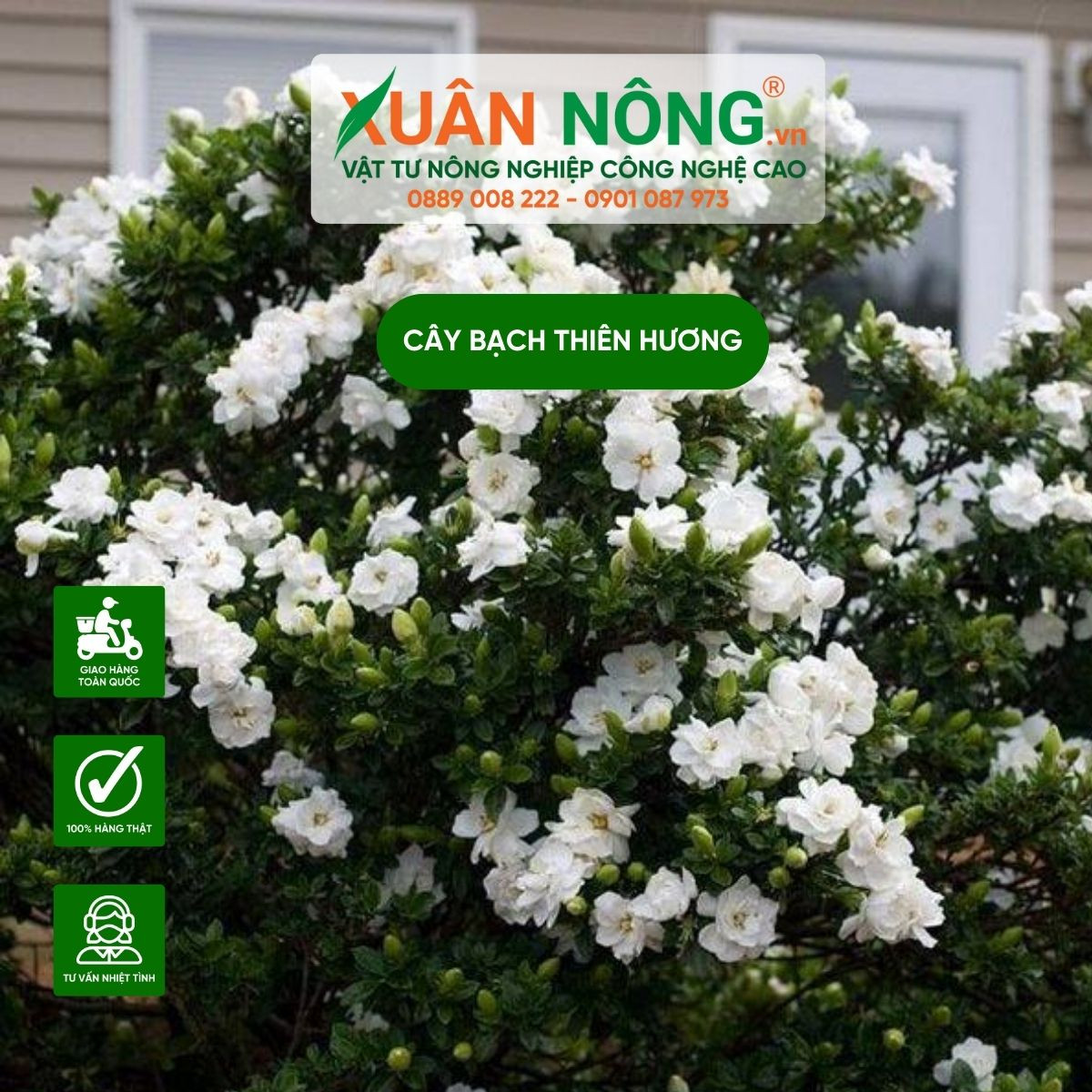 Đặc điểm nổi bật của cây bạch thiên hương và hoa dành dành