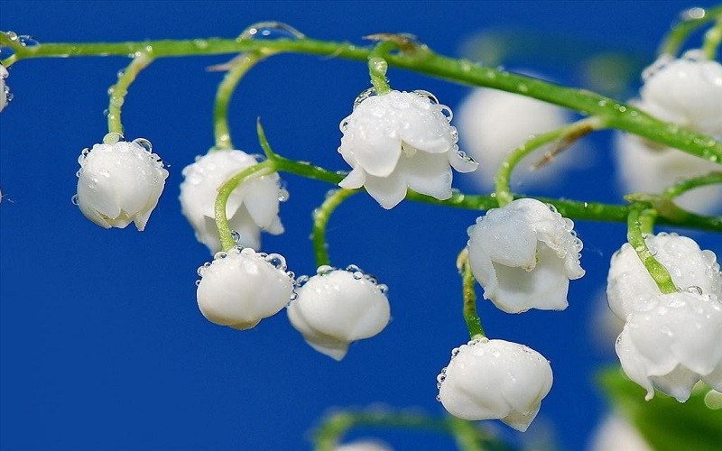 Đặc điểm nổi bật của hoa Linh Lan với dáng chuông độc đáo