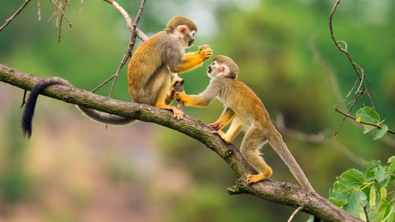 Đặc điểm tính cách của nữ giới sinh năm 92 tuổi con gì