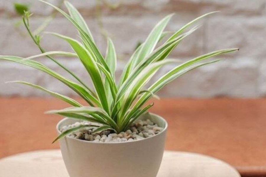 Đất mùn là loại đất rất thích hợp để trồng cây lan chi