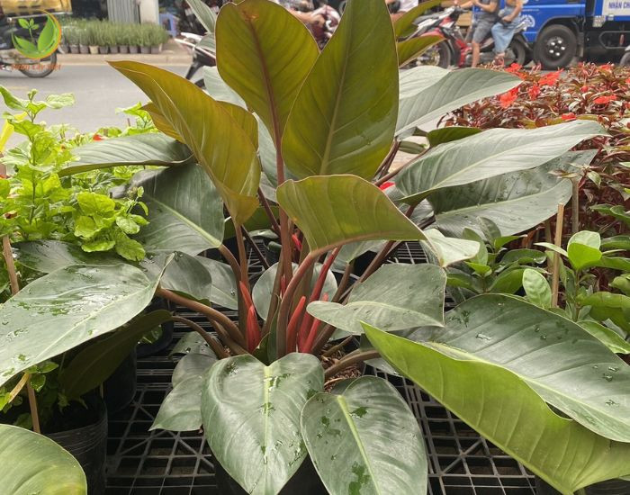 Đất tơi xốp và đủ ẩm là yếu tố quan trọng khi chăm sóc trầu bà đế vương đỏ