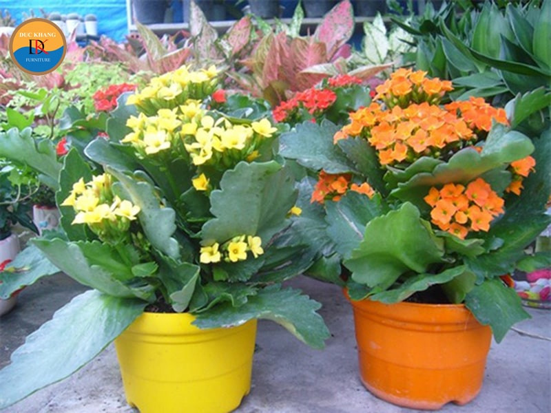 Đất trồng và chăm sóc cây sống đời