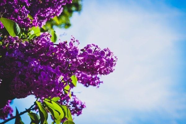 Gam màu tím violet huyền ảo, màu chủ đạo của cung Song Ngư, biểu thị sự mơ mộng và trực giác