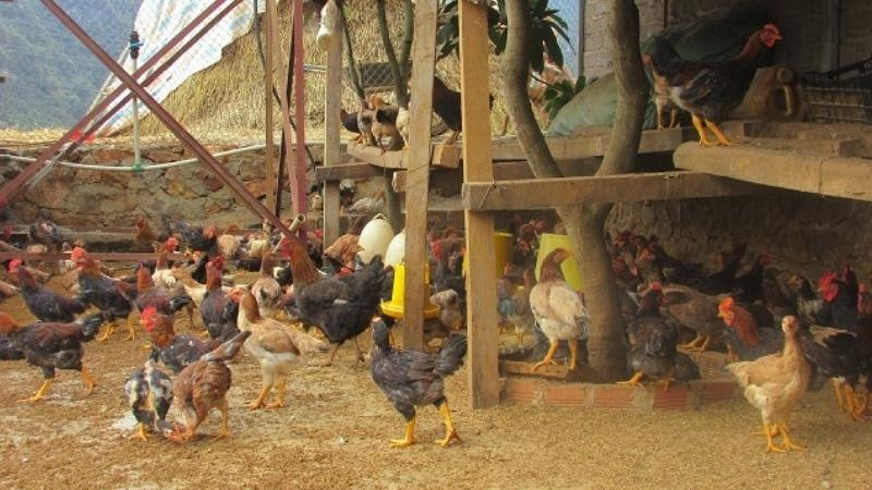Gia chủ thành tâm dâng lễ vật cúng chuồng trại gà