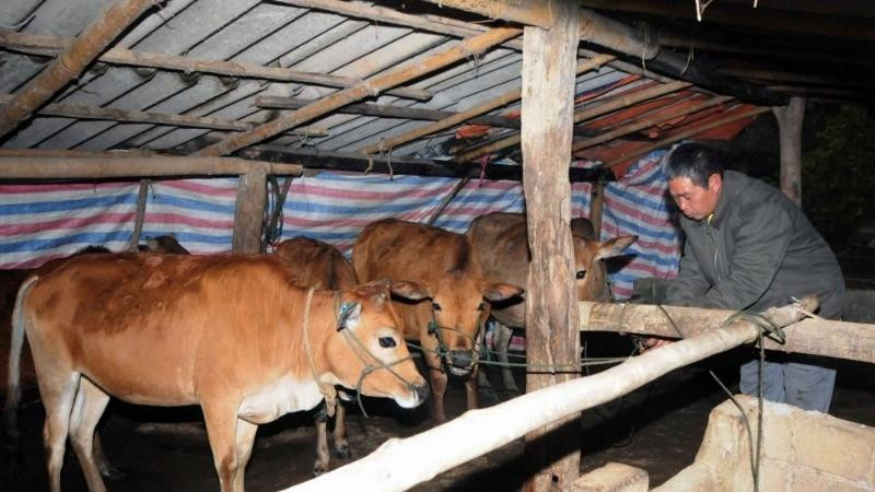 Gia đình dâng lễ vật cúng chuồng trại gà cầu bình an
