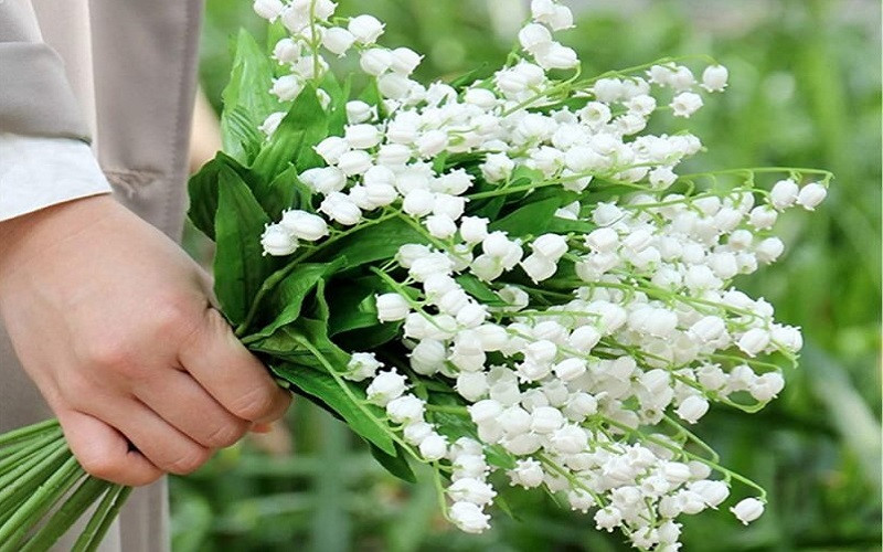 Giá hoa Linh Lan trên thị trường và nơi mua uy tín