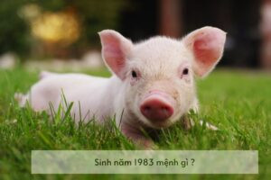Giải mã vận mệnh Đại Hải Thủy cho người tuổi 1983 mệnh gì