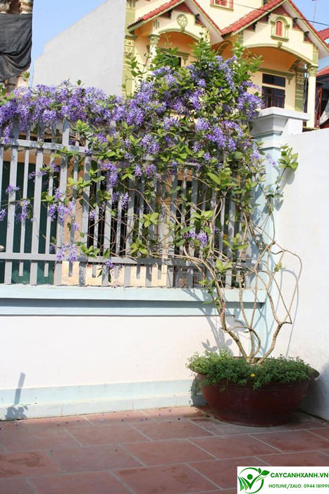 Hàng rào cây mai xanh thái đẹp mắt, hài hòa phong thủy cho ngôi nhà