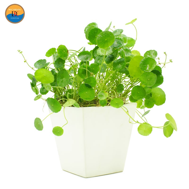 Hình ảnh cây cỏ đồng tiền xanh tươi mướt mắt
