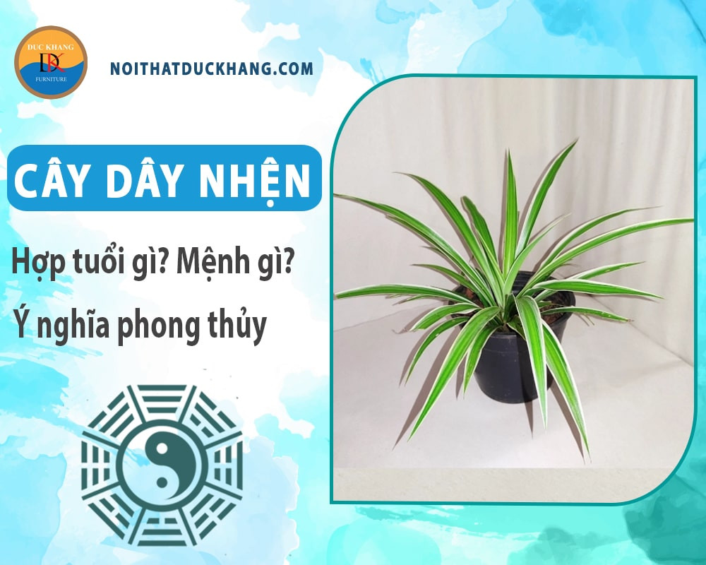 Hình ảnh cây dây nhện với những chiếc lá xanh mướt, tươi tắn