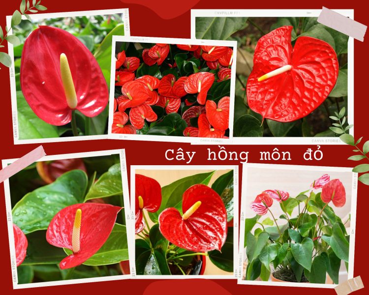 Hình ảnh cây hồng môn đỏ rực rỡ với mo hoa hình trái tim