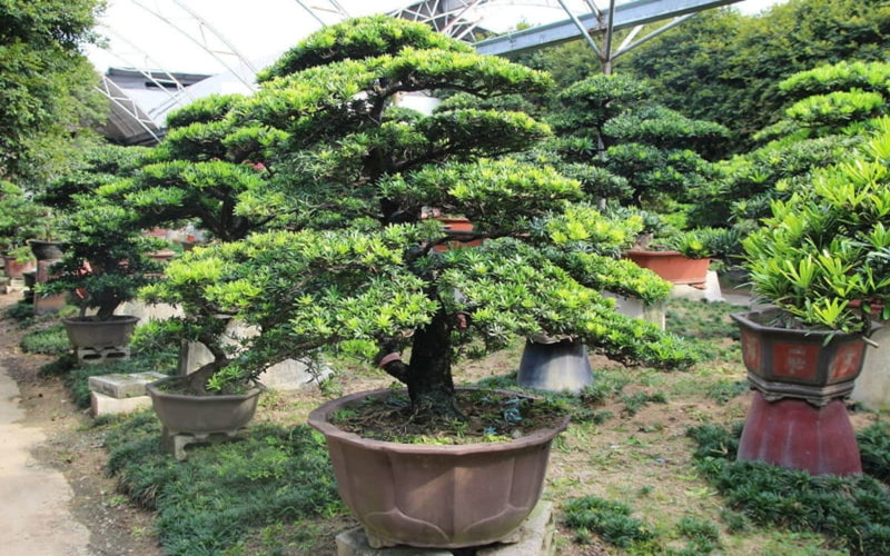 Hình ảnh cây Tùng La Hán phù hợp cho người mệnh Thủy, tăng cường vận khí tốt lành.