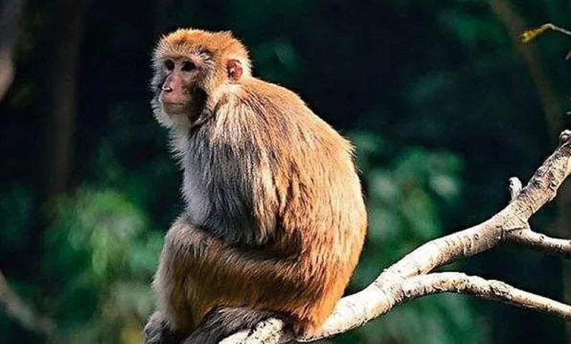 Hình ảnh con Khỉ biểu tượng cho người sinh năm 1992 tuổi Nhâm Thân