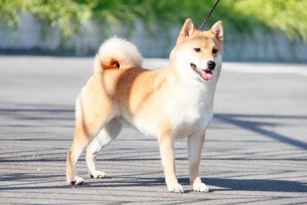 Hình ảnh đại diện cho người tuổi Tuất cầm tinh con chó, biểu tượng cho sự trung thành và bảo vệ.