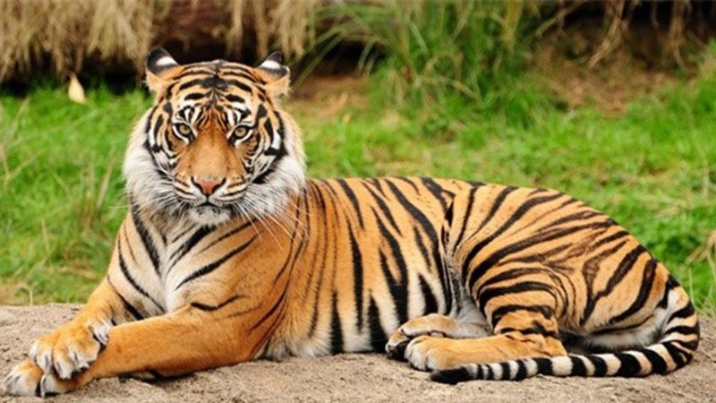 Hình ảnh hổ dũng mãnh đại diện cho người tuổi Dần, thể hiện khí chất mạnh mẽ khi xem tử vi tuổi dần