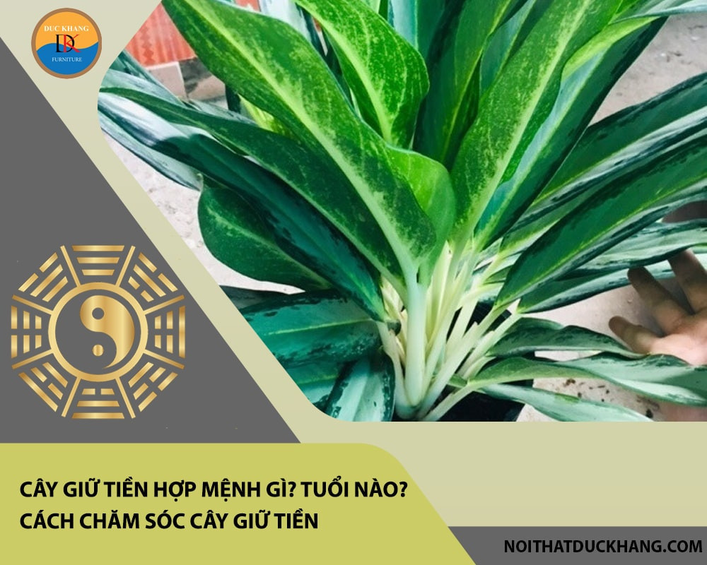 Hình ảnh một cây giữ tiền với lá xanh gân trắng tinh tế, được đặt trong chậu sứ trắng đẹp mắt, tượng trưng cho sự thanh lịch và may mắn trong phong thủy