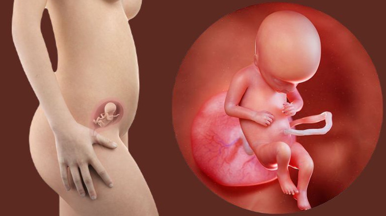 Hình ảnh siêu âm rõ nét của thai nhi 17 tuần tuổi, cho thấy sự phát triển của bé trong tử cung mẹ.