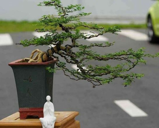 Hình ảnh tổng thể cây cần thăng với thân gỗ xám, cành lá xanh tươi
