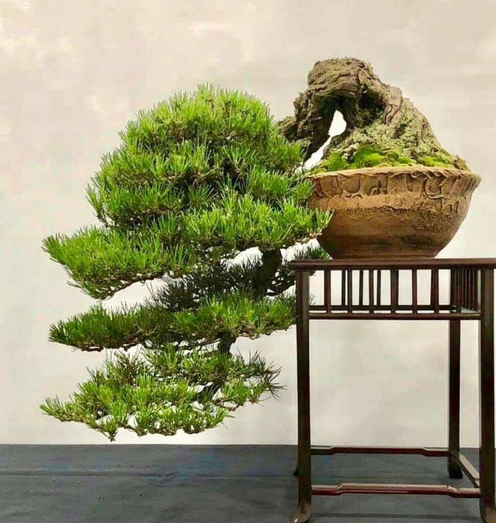 Hình dáng bon sai kim sa tùng đặc biệt thu hút người chơi cây cảnh