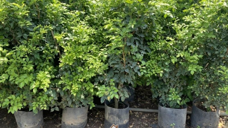 Hình nền lá nguyệt quế hợp mệnh Mộc