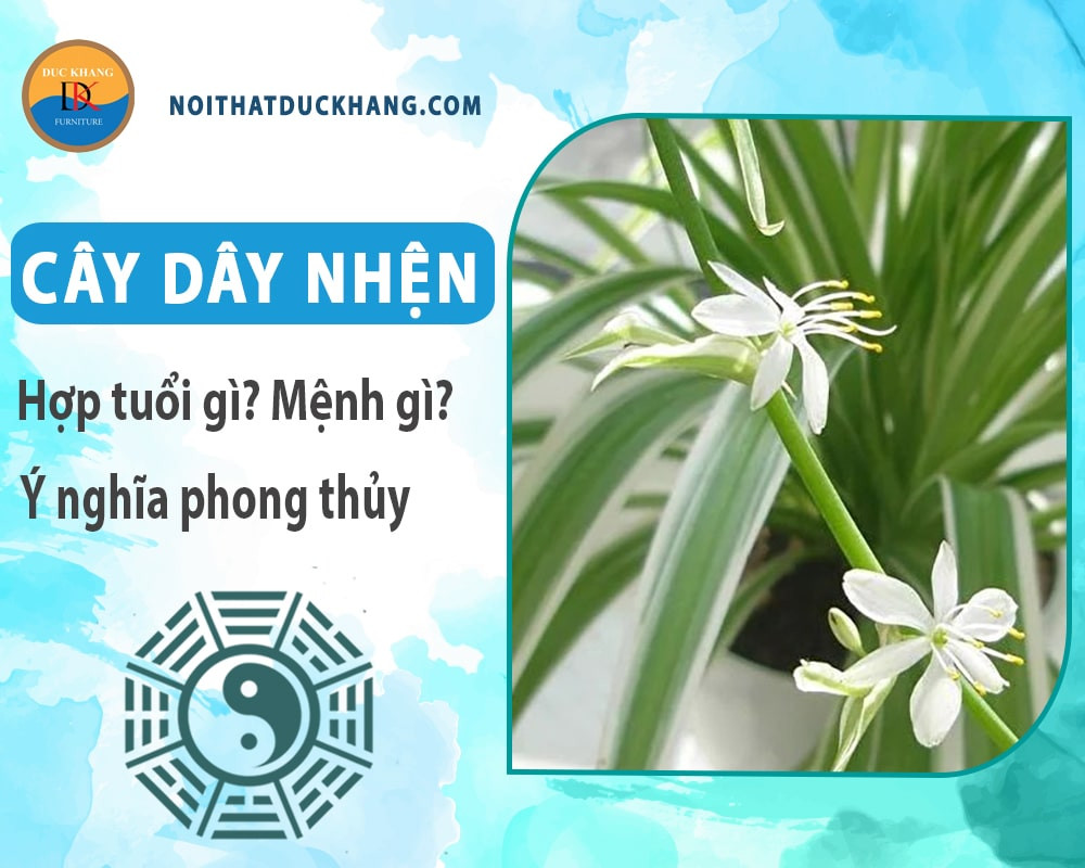 Hoa cây dây nhện màu trắng nhỏ xinh nở rộ