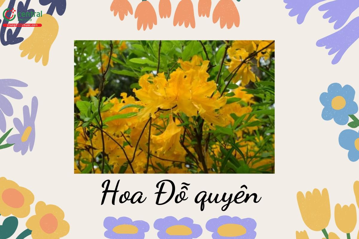 Hoa Đỗ quyên khoe sắc