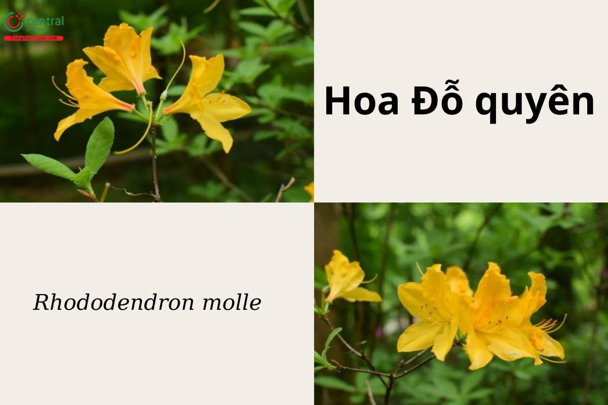 Hoa Đỗ quyên rực rỡ