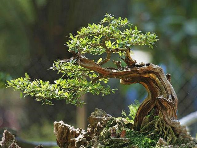 Hoa linh sam màu tím rực rỡ và lá nhỏ xinh, đặc trưng của giống linh sam hạt gạo