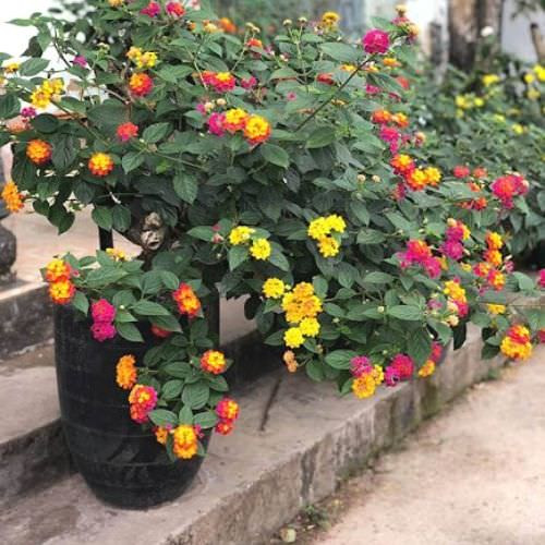 Hoa ngũ sắc rực rỡ nhiều màu sắc