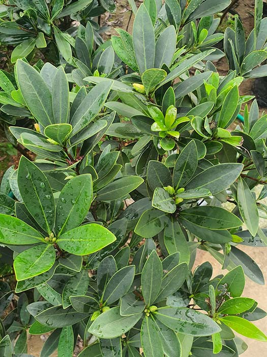 Hoa trà tứ quý nở rộ, biểu tượng của sự may mắn và hợp mệnh