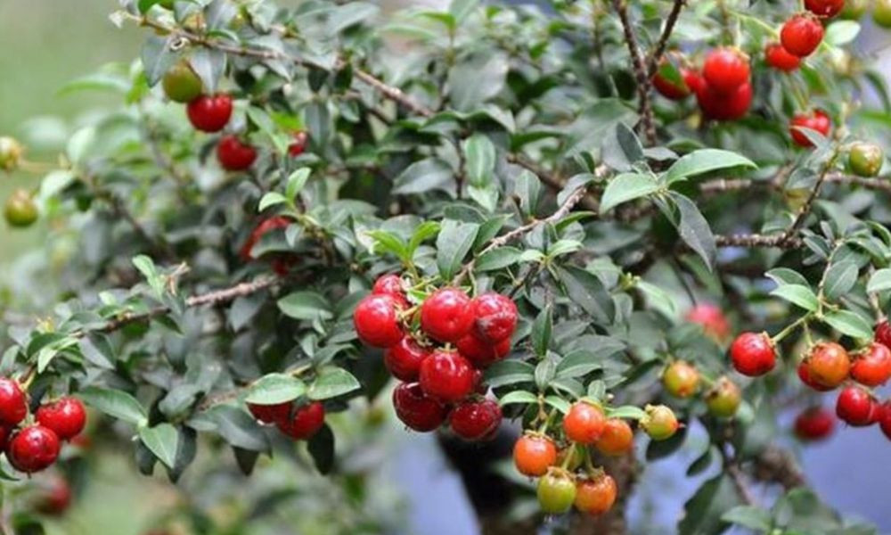 Hồng ngọc mai bonsai trang trí bàn thờ gia tiên
