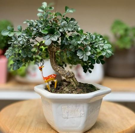 Hướng dẫn cách chăm sóc cây cần thăng để cây luôn xanh tốt và phát triển khỏe mạnh