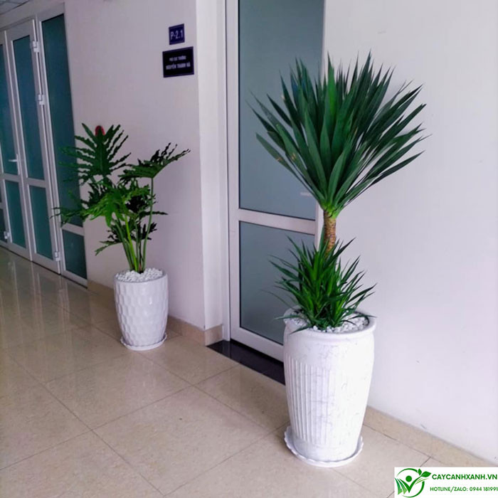 Hướng dẫn cách trồng cây phát tài núi tại nhà