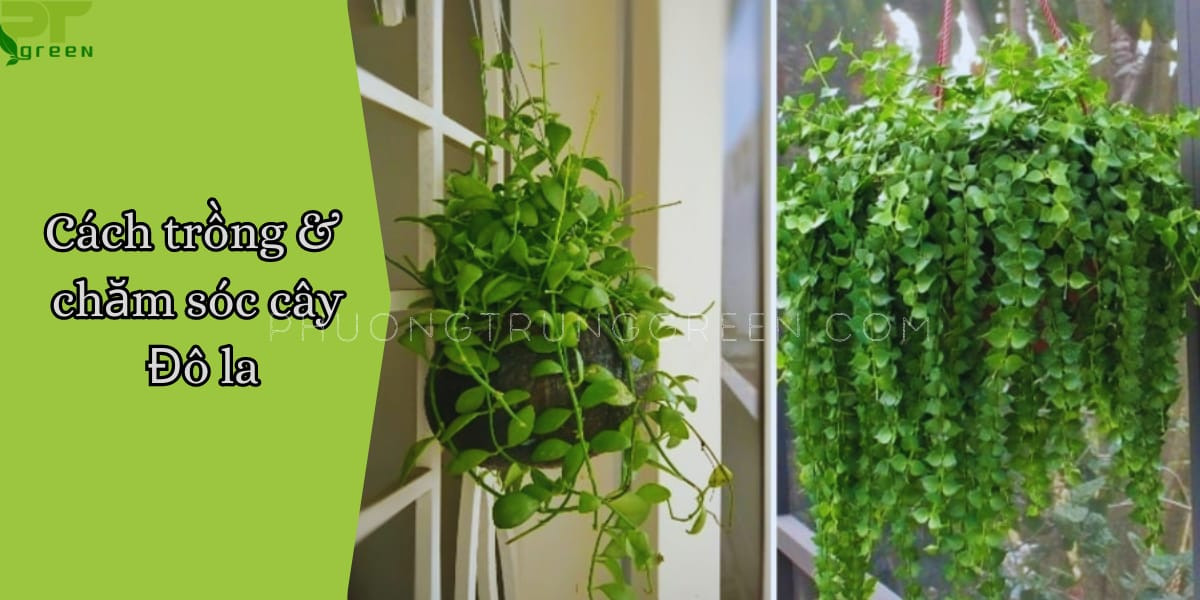 Hướng dẫn cách trồng và chăm sóc cây đô la hiệu quả
