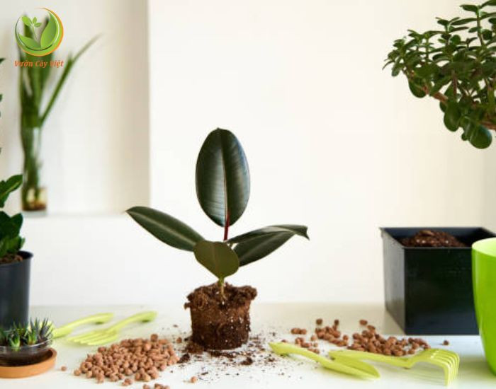Hướng dẫn chăm sóc cây đa búp đỏ phong thủy đúng cách