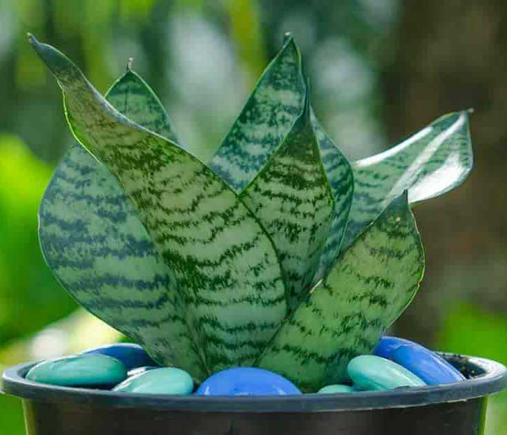 Hướng dẫn chăm sóc cây lưỡi hổ xanh để cây luôn xanh tốt, mang lại năng lượng tích cực cho không gian sống.