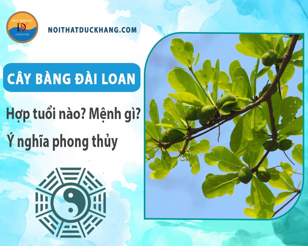 Hướng dẫn chi tiết cách trồng cây bàng Đài Loan