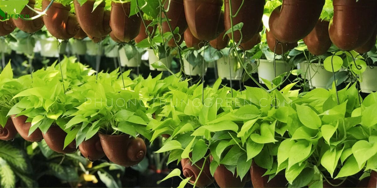Hướng dẫn chi tiết chăm sóc cây trầu bà vàng